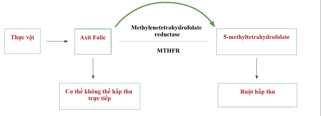 axit folic không thể chuyển hóa được nếu thiếu MTHFR