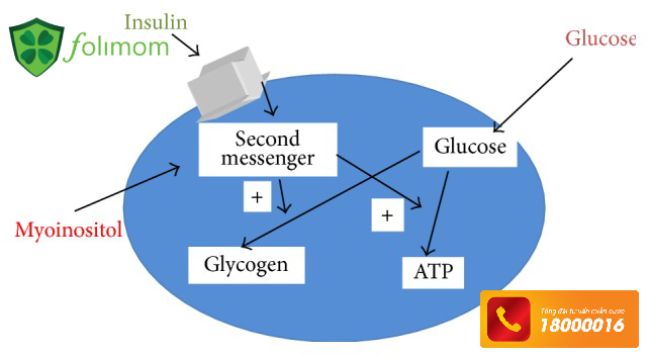 Myo-Inositol có tác dụng điều hòa nồng độ Insulin